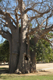 Il baobab sacro di S.Maryam Dearit